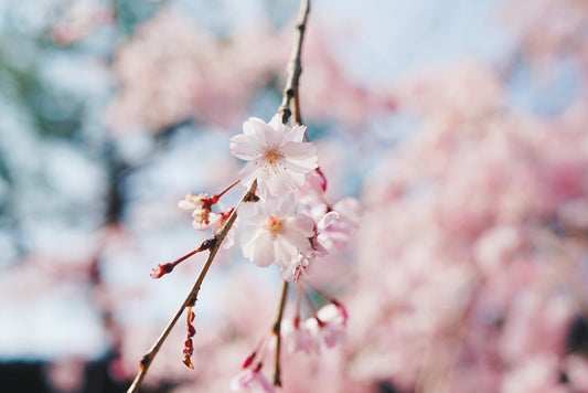 Spring Beginnings: 7 Things to Do in Japan in April and May