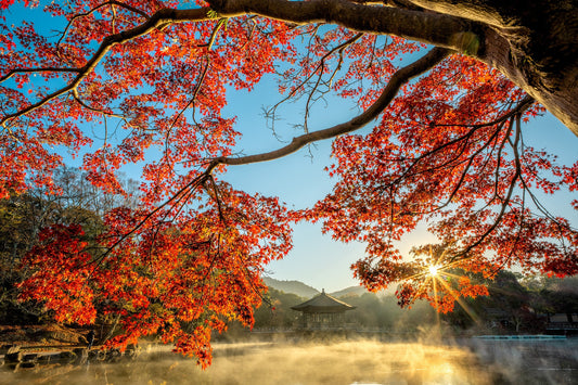 A Beginner's Guide to Aki (秋): The Best Period, Spots, and Tips to Enjoy Japan's Autumn
