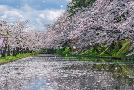 A Guide to Sakura in Tohoku: Best Cherry Blossom Viewing Spots in Northeast Japan