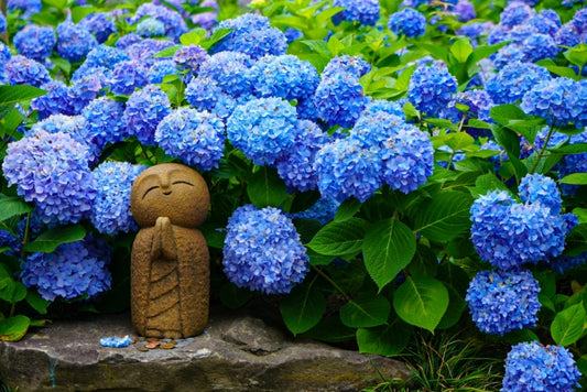 日本的梅雨季節：必訪的繡球花景點