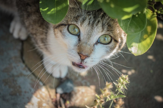 Happy Cat Day (22 February): 5 Cat Islands in Japan to Meet Feline Friends