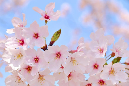 Sakura 2024: 5 Must-Visit Cherry Blossom Spots in Tokyo for Ohanami